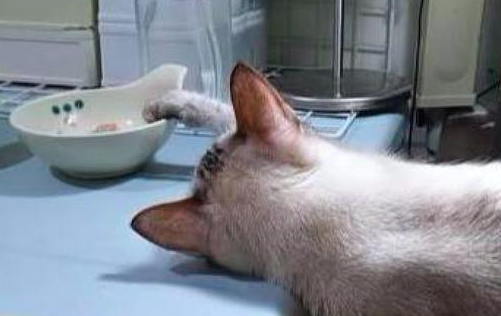 猫咪假装在饭桌上睡着,主人一走马上起来偷吃,太有心机了吧! 猫咪假装在饭桌上睡着,主人一走马上起来偷吃,太有心机了吧!
