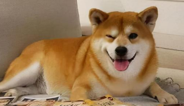 这6种狗狗,身体味道不大,适合家里养! 这6种狗狗,身体味道不大,适合家里养!