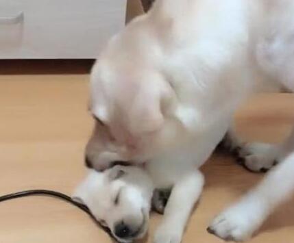 主人指责小狗狗拆家,狗妈妈上去就是一顿收拾,果然是亲妈 主人指责小狗狗拆家,狗妈妈上去就是一顿收拾,果然是亲妈