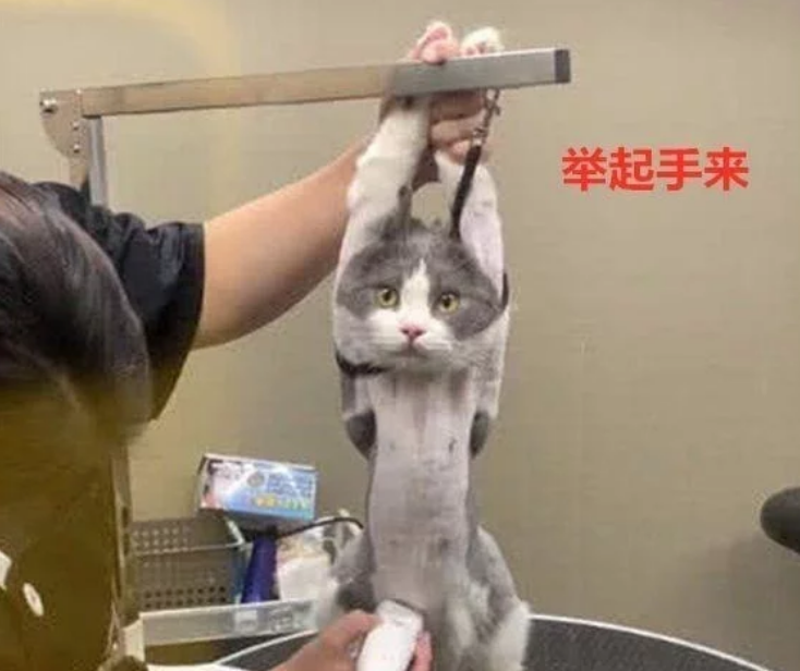 猫咪被剃毛后，站在镜子前自闭了一个小时谁关了我的美颜相机