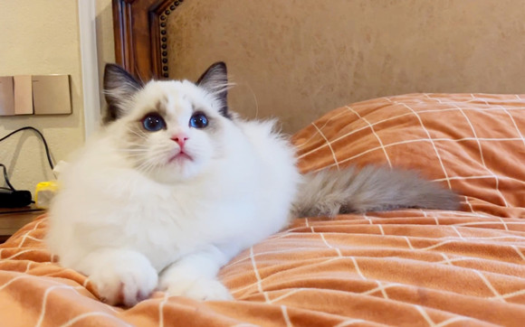 猫咪“拜拜手”也太可爱了,为你盘点那些神奇的肢体语言~ 猫咪“拜拜手”也太可爱了,为你盘点那些神奇的肢体语言~
