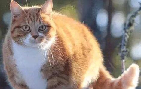 偶遇一只橘猫, 看到它怀里抱着的“家伙”, 众人笑哭了