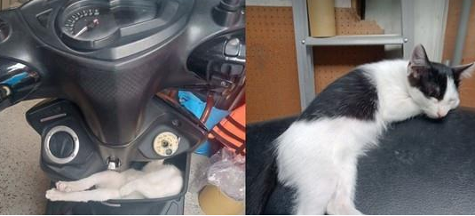 猫咪果然都是液体做的！网友：此猫有练过