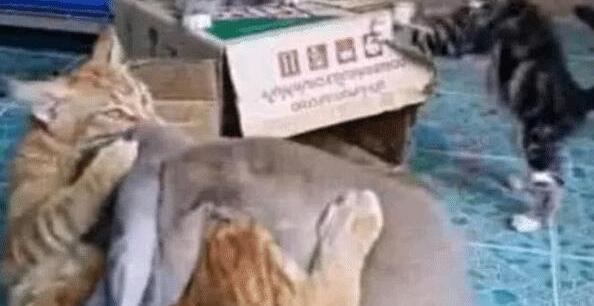 在奶奶家住了两个月,猫咪直接变了个样,虎斑猫从鹅蛋脸变大圆脸 在奶奶家住了两个月,猫咪直接变了个样,虎斑猫从鹅蛋脸变大圆脸