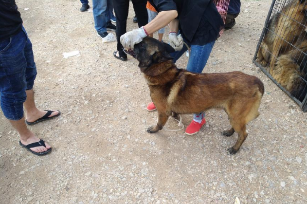 一只五岁的马犬商贩仅500元出售,男子却觉得价格高了! 一只五岁的马犬商贩仅500元出售,男子却觉得价格高了!