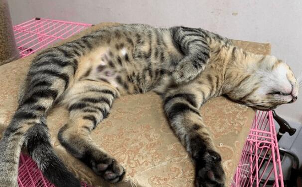 主人把猫关在笼里吹干毛发，它竟把门踢坏逃了出去，力气太大了吧