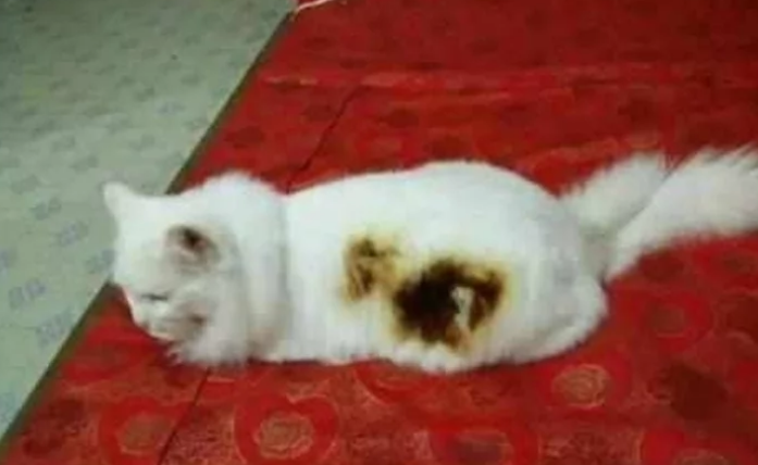 猫咪电暖旁取暖，竟“迷糊”到把自己烤焦，主人看了捧腹大笑