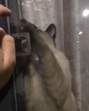 主人忘记带钥匙,猫咪的做法让主人惊喜,养猫千日终于派上用场! 主人忘记带钥匙,猫咪的做法让主人惊喜,养猫千日终于派上用场!
