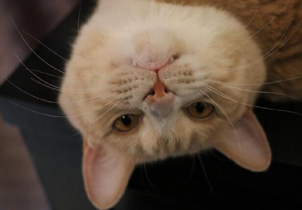 胖橘猫“老来得子”, 全方位呵护幼年萌橘, 主人: 它也曾这么可爱 胖橘猫“老来得子”, 全方位呵护幼年萌橘, 主人: 它也曾这么可爱