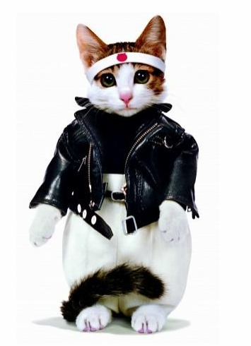 收留野猫可以赚钱吗 | 29岁靠收养的流浪猫两年捞金几十亿,至今还在赚 收留野猫可以赚钱吗 | 29岁靠收养的流浪猫两年捞金几十亿,至今还在赚