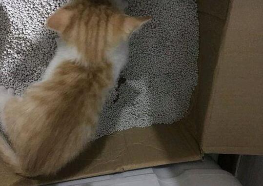 小猫被领养人抛弃, 消失6个月后被找到, 家里的猫却有了甜蜜心事 小猫被领养人抛弃, 消失6个月后被找到, 家里的猫却有了甜蜜心事