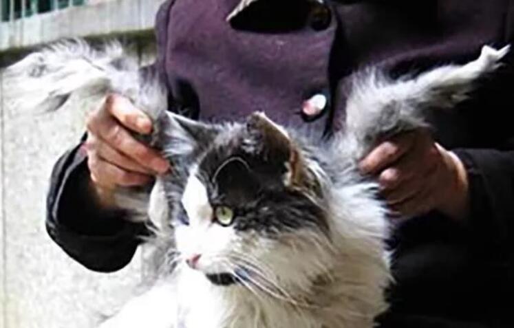 俄罗斯黑猫逼退棕熊？猫咪监听间谍？盘点5个奇怪神奇的猫咪事件
