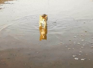 一只喜欢赶海的小脑斧，渔民家的喵，猫：jiojio都是水，要甩一甩