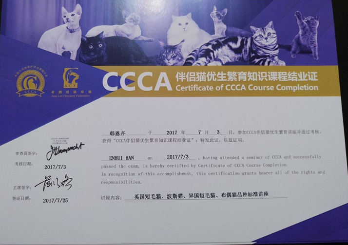 河北加菲猫-优雅有魅力