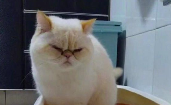 猫咪蹲在猫砂盆里好久，一副用尽全力拉的便秘表情，我忍不住笑了
