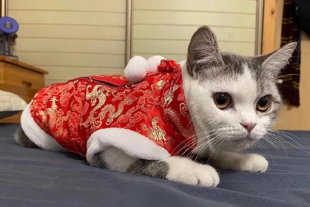 一线工作人员回家发现猫被活埋！Uzi女友泪洒现场，情绪失控