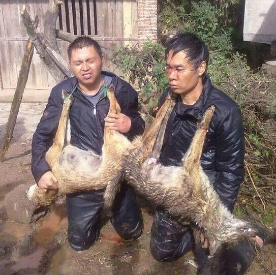 为了吃狗肉，他们盗杀金毛、阿拉斯加，医生已经发出警告！