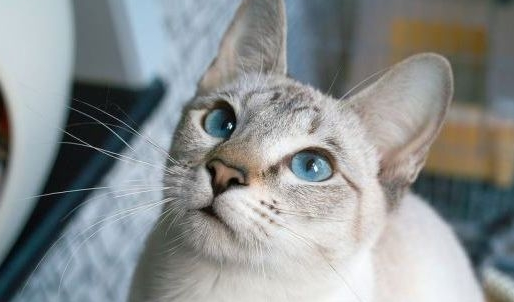 资深猫奴的几项特征,看看你中了几条?猫咪:还不快来伺候本宫! 资深猫奴的几项特征,看看你中了几条?猫咪:还不快来伺候本宫!