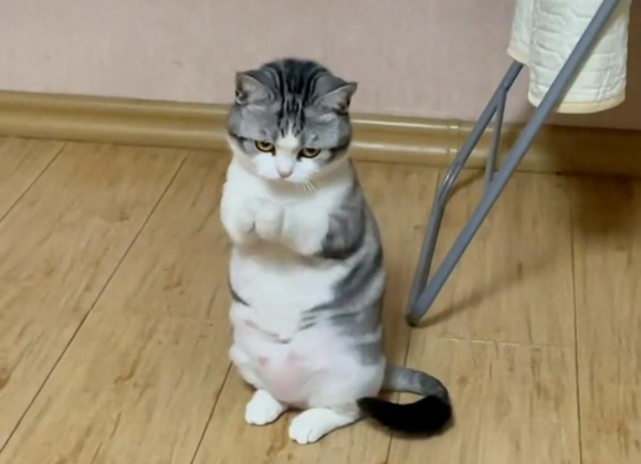 猫咪“拜拜手”也太可爱了,为你盘点那些神奇的肢体语言~
