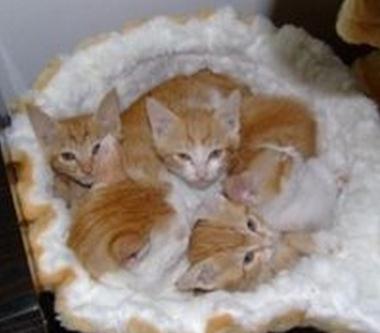 流浪猫妈妈叼着刚出生的4只小猫来我家，然后就定居不走了