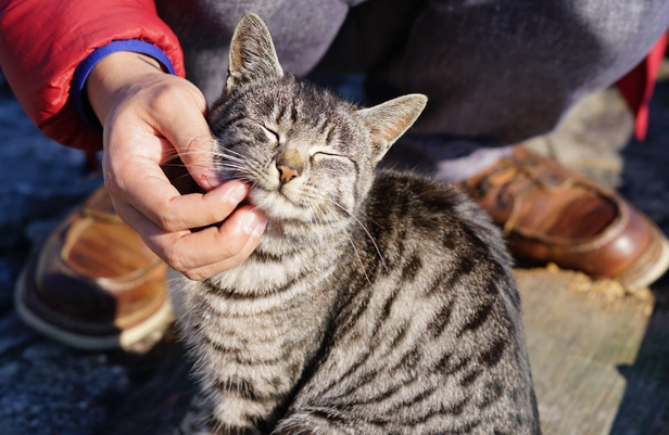 日本“猫奴”天堂：岛上猫多达5000多只，占居民人口5倍多