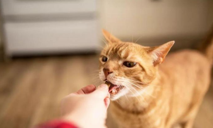 猫咪身上弱点多,既要避免也可以利用,想要将其驯服并不难 猫咪身上弱点多,既要避免也可以利用,想要将其驯服并不难