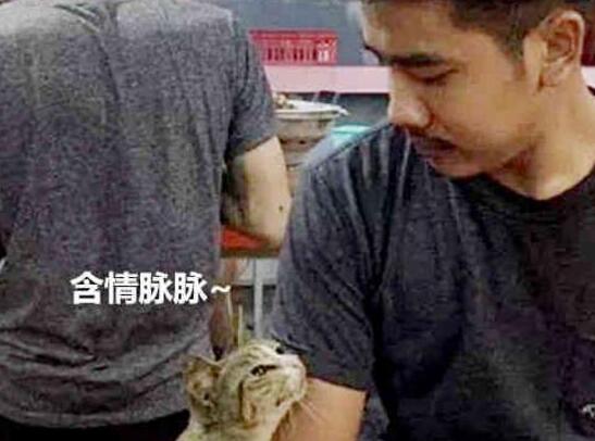 大猫向客人讨要吃的, 啥都没有还被白摸了两下, 表情立马变了! 大猫向客人讨要吃的, 啥都没有还被白摸了两下, 表情立马变了!