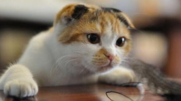 主人听到猫惨叫，冲过去一看瞬间乐了
