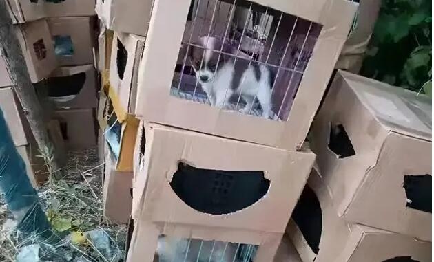 上百只活体宠物盲盒被遗弃在小区门口，奶猫奶狗哀嚎不止
