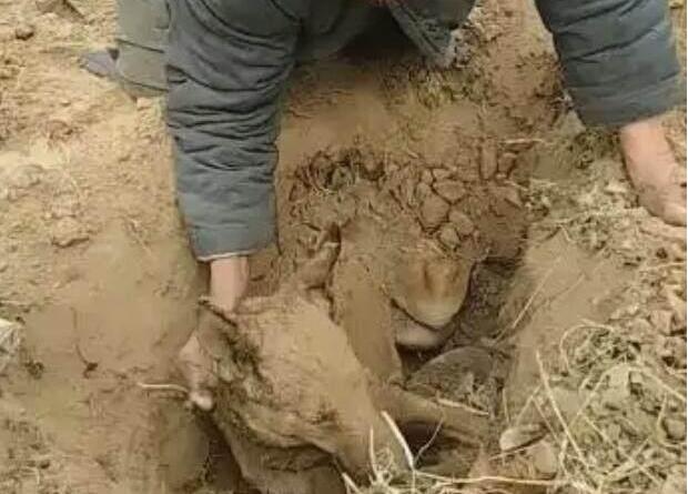 相依为命11年的爱犬立世,老人蹲在地上痛哭:老伙计我随后就来 相依为命11年的爱犬立世,老人蹲在地上痛哭:老伙计我随后就来