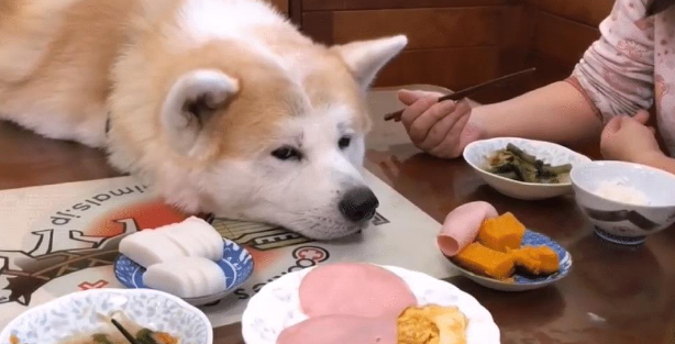 主人在吃大餐,秋田犬只能在旁边看,被它的表情逗笑了 主人在吃大餐,秋田犬只能在旁边看,被它的表情逗笑了