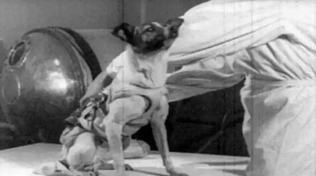 揭秘：第一只进入太空的狗狗，死因被隐瞒了47年~
