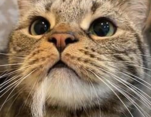 猫咪嘴里叼着一撮毛，还想卖萌装没事发生，主人却知道它又打架了