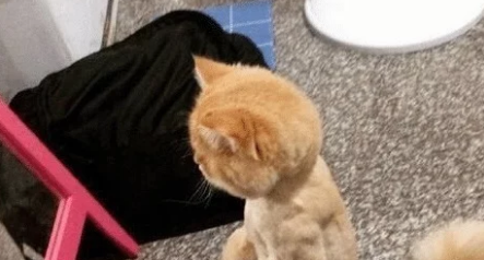 猫咪被剃毛后，站在镜子前自闭了一个小时谁关了我的美颜相机