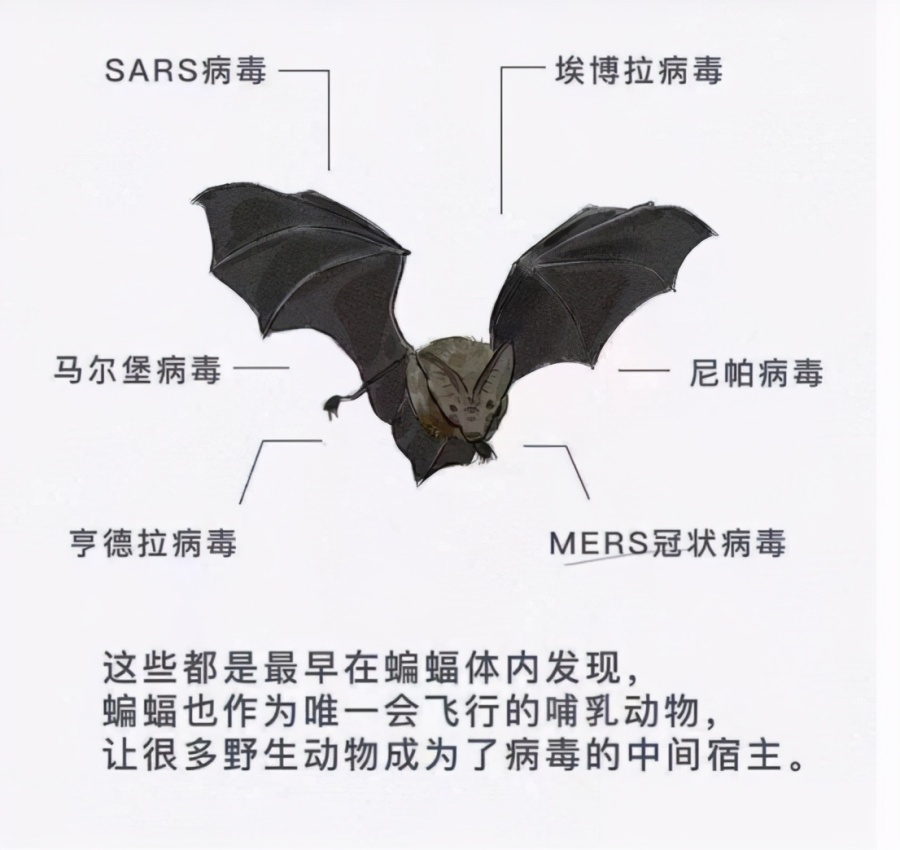 四川德阳惊现大量蝙蝠,当地人吓得不敢出门,这是什么预兆? 四川德阳惊现大量蝙蝠,当地人吓得不敢出门,这是什么预兆?