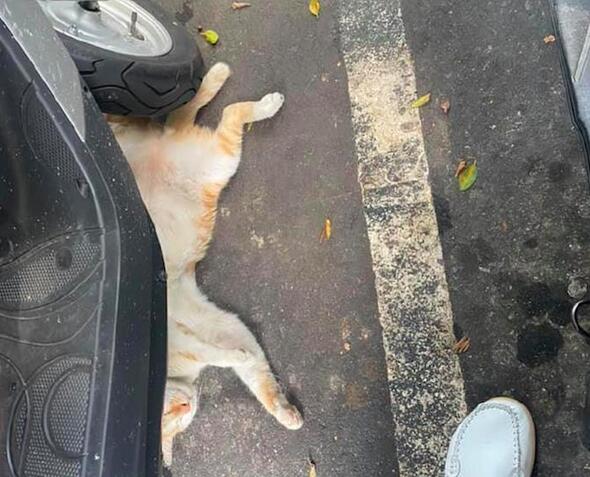 电动车下面，怎么有只橘猫在那？网友：喵子，你这样太危险了