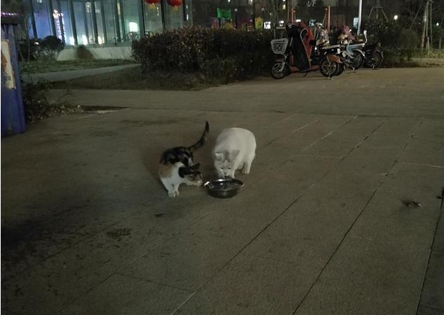 如何救助流浪猫？不正确的救助会害了她们！