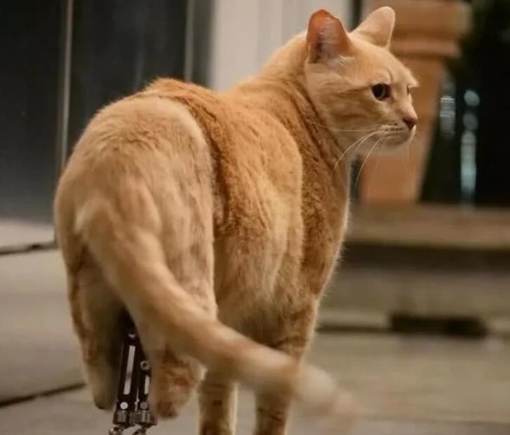 猫坚强流浪猫四肢冻伤后被截肢，移植3d打印假肢又重新站起来