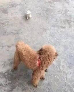 一只被丢弃的小猫咪，死命追着小狗当妈妈，成功耍赖被带回家