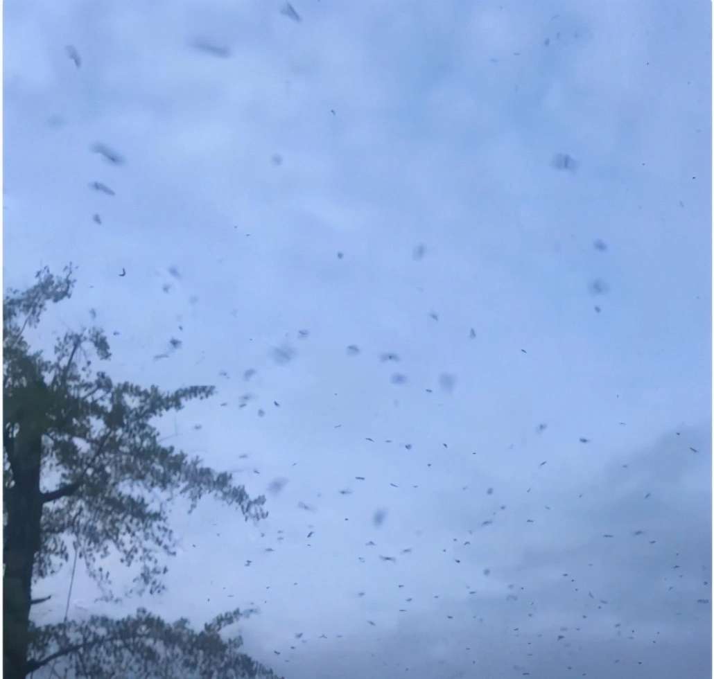 四川德阳惊现大量蝙蝠,当地人吓得不敢出门,这是什么预兆? 四川德阳惊现大量蝙蝠,当地人吓得不敢出门,这是什么预兆?