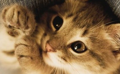 资深猫奴的几项特征,看看你中了几条?猫咪:还不快来伺候本宫! 资深猫奴的几项特征,看看你中了几条?猫咪:还不快来伺候本宫!