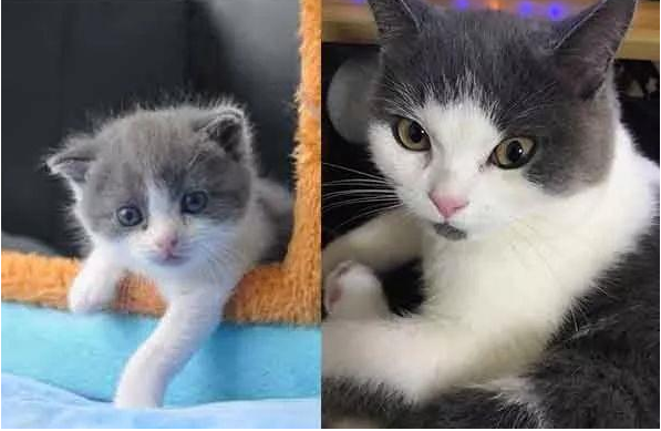 首只克隆猫|我国首只克隆猫诞生是怎么回事 克隆猫克隆原体是什么