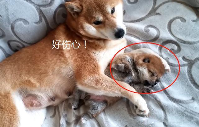 柴犬生了只独子,主人却要将幼犬卖掉,汪紧抱着不愿放手