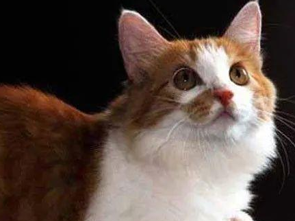 猫黄疸性肝炎怎么治疗?我来告诉你答案! 猫黄疸性肝炎怎么治疗?我来告诉你答案!