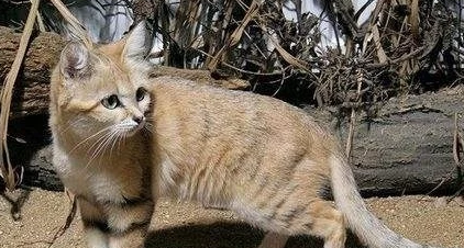 世界上最可惜的貓，巴基斯坦沙貓，卻因繁殖困難瀕臨滅絕