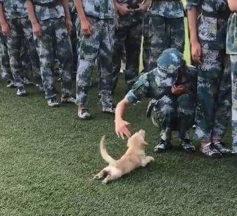 一看就是军训过的狗子，狗狗：匍匐前进！目标12点方向的妹子！