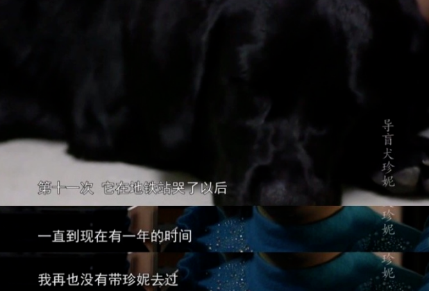 我愿它脱掉导盲鞍，像其他的狗狗一样，随心所欲