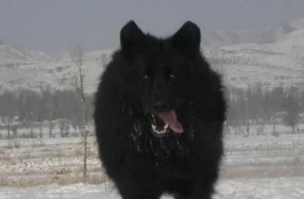 有狼基因的5种狼犬,能力和智商都很高,第五种是我国的优秀军犬 有狼基因的5种狼犬,能力和智商都很高,第五种是我国的优秀军犬