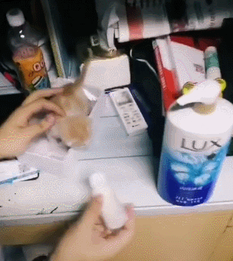 一只小猫六个爹，全宿舍的人手忙脚乱，网友：流浪猫成了小公举