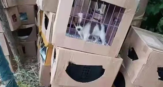 上海惊现被遗弃宠物盲盒 100多只猫狗奄奄一息!快递公司回应:已报警 上海惊现被遗弃宠物盲盒 100多只猫狗奄奄一息!快递公司回应:已报警